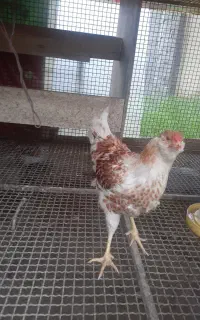 دو عدد خروس ویاندوت