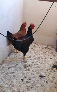 خروس محلی اصیل