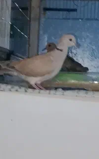 کپوت