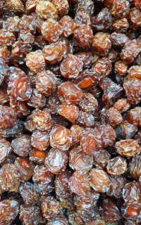 فروش آلوچه