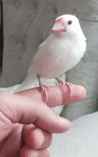 نرگسی عادتی توخانه آزادن