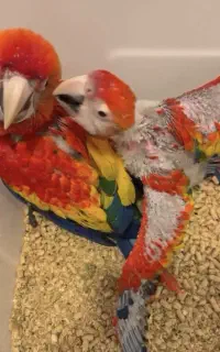 جوجه کاسکو،کاکادو،آرا،ماکائو
