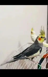 عروس هلندی نر