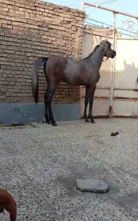 کوره اسب یکسر