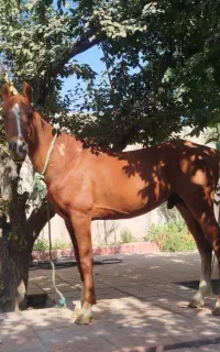 اسب عرب جفت زن