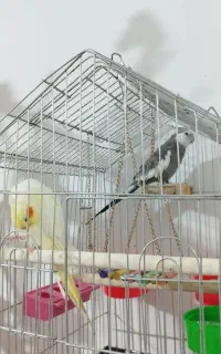 ۲عروس هلندی بالغ