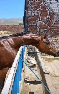 سیلمی نریون وارداتی