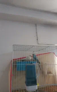 مرغ عشق جفت مولد دم تخم  ۴۰۰