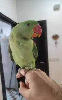 شاه طوطی نر ۶ ماهه دستی