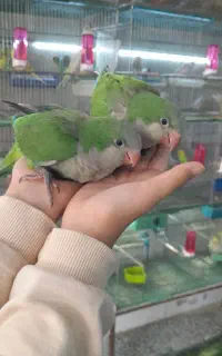 شهر پرنده عمارلو راهب ملنگو گرینچیک