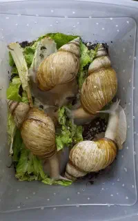 حلزون