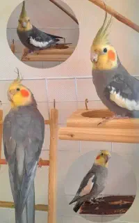 دو عدد عروس هلندی نر