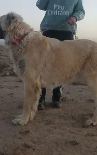 سگ سرابی ماده