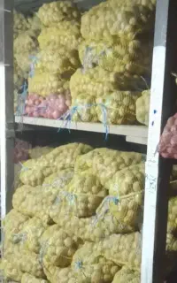 سیب بذری سانتا فروشی