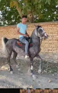 اسب دره‌شور