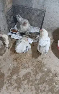 تخم نطفه دار مرغ گلین کرچ  نصف به نصف جوجه