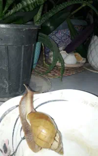 حلزون پرورشی