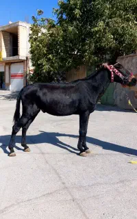 فروش قاطر ۱۴۵ سانت