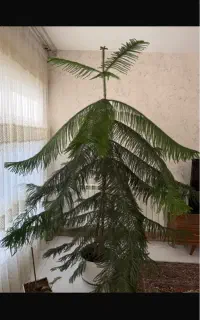 گل کاج طبقاتی بسیار بزرگ