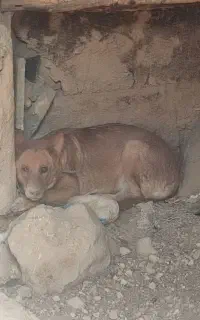 سگ دورگ مالینویز