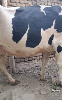 فروش یک راس گاو