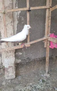 کبوتر
