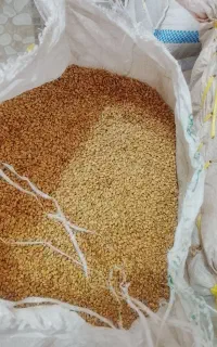 گندم درجه یک امسال مخصوص کاشت
