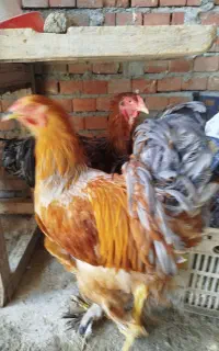 دو عدد خروس برهما نژاد اصیل