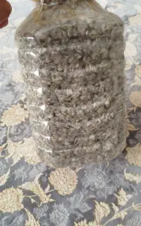 چای کوهی