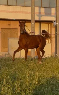 کره مادیان با تایید از جهادو فدراسیون سوارکاری