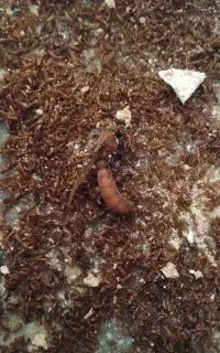 شرکت سم پاشی و موریانه زدائی آریاگستر