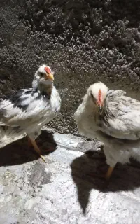 جوجه محلی