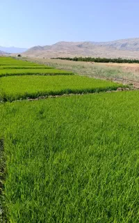 نشا شمیم