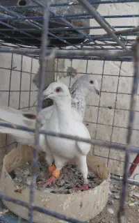 کبوتر