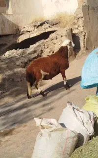 قوچ پلنگی