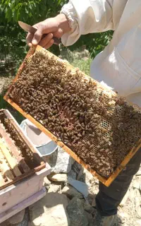 زنبور و عسل