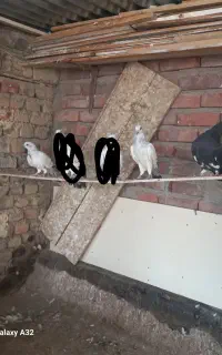 کبوتر هلندی و قجله