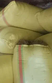 کاه گندم تازه سفید