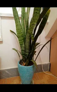 گل طبیعی توحیدشهر