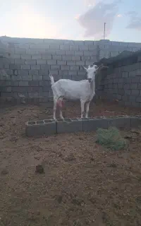 بزسانن