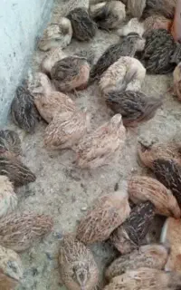 بلدرچین