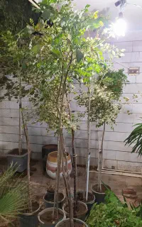 فروش تعدادی نهال زینتی