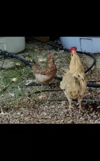 مرغ تخمگذار گلین