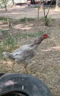 جوجه و تخم مرغ لاری