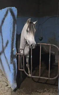 اسب عرب دوسر کره دیبهیج بزرگ