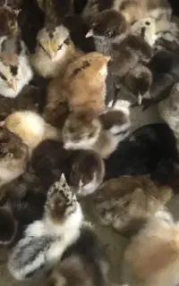 جوجه مرغ محلی