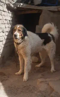 واگزای سگ
