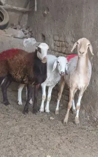 کاور.. میش افشاری و میش ابستن