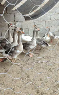 جوجه غاز