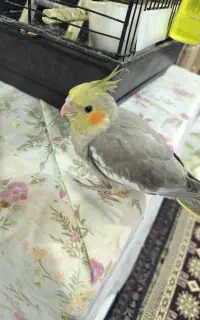 پرنده
